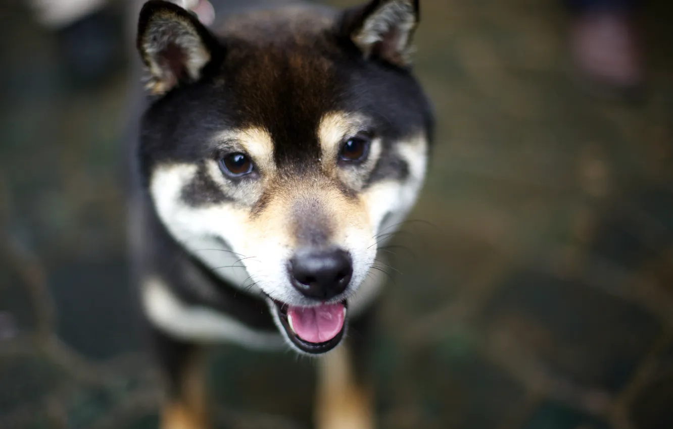 Фото обои язык, взгляд, собака, dog, Shiba Inu