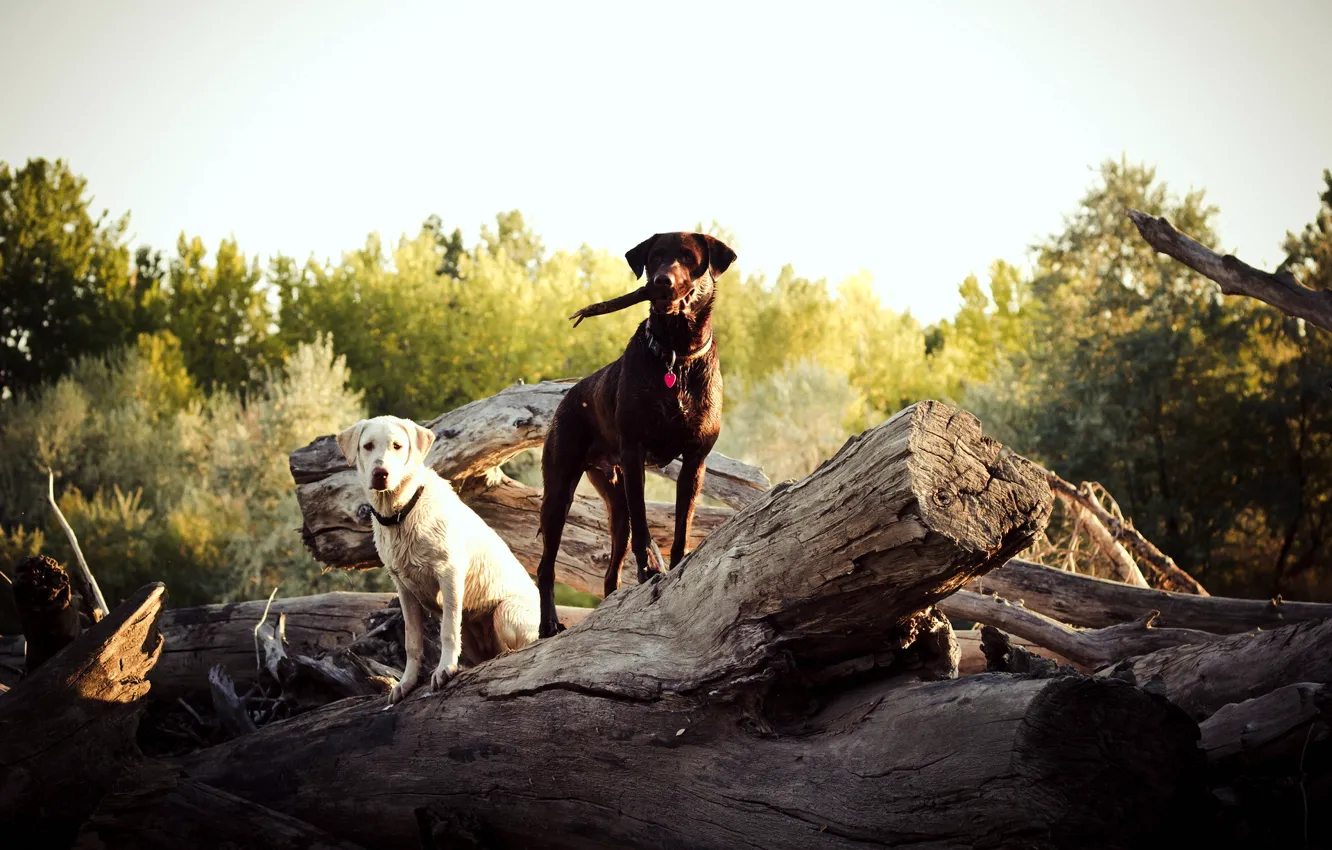 Фото обои собаки, природа, дерево