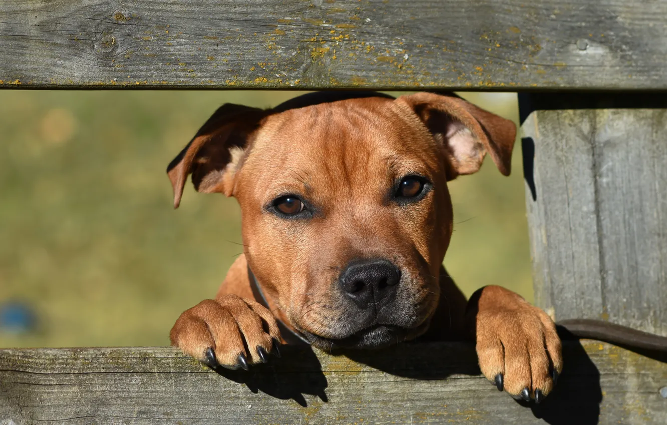 Фото обои взгляд, морда, забор, собака, Стаффордширский бультерьер