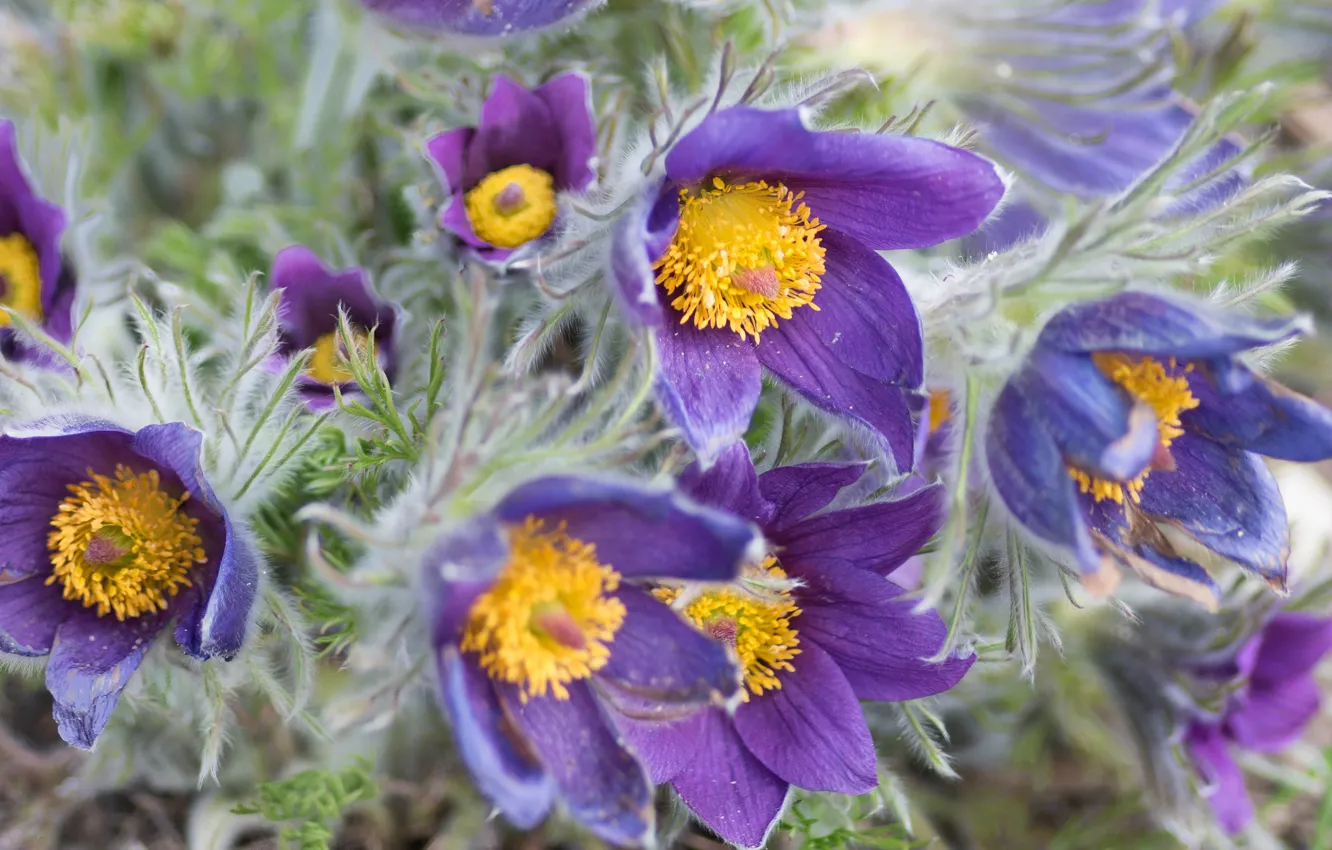 Фото обои цветы, букет, весна, бутоны, много, сиреневые, прострел