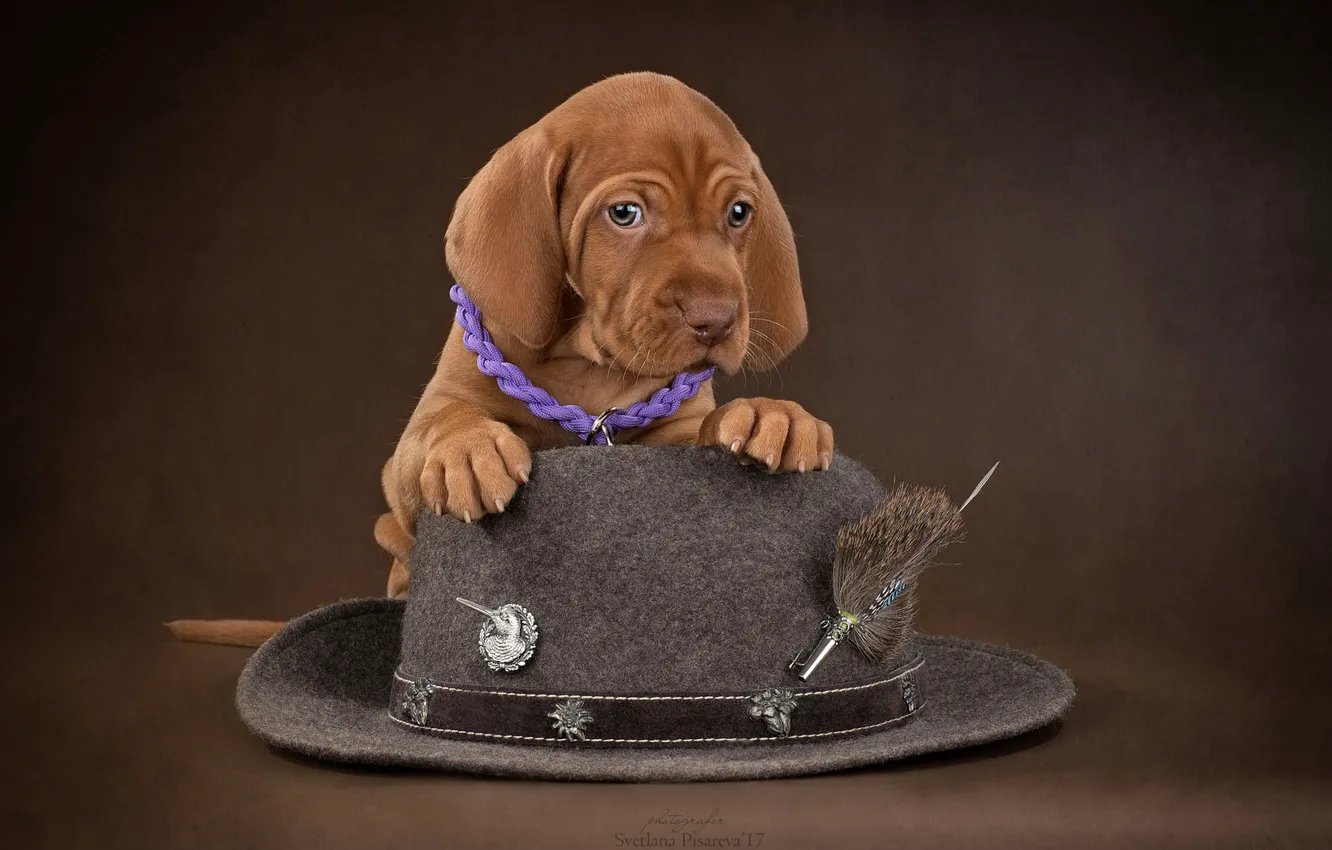 Фото обои фон, собака, шляпа, щенок, Венгерская выжла