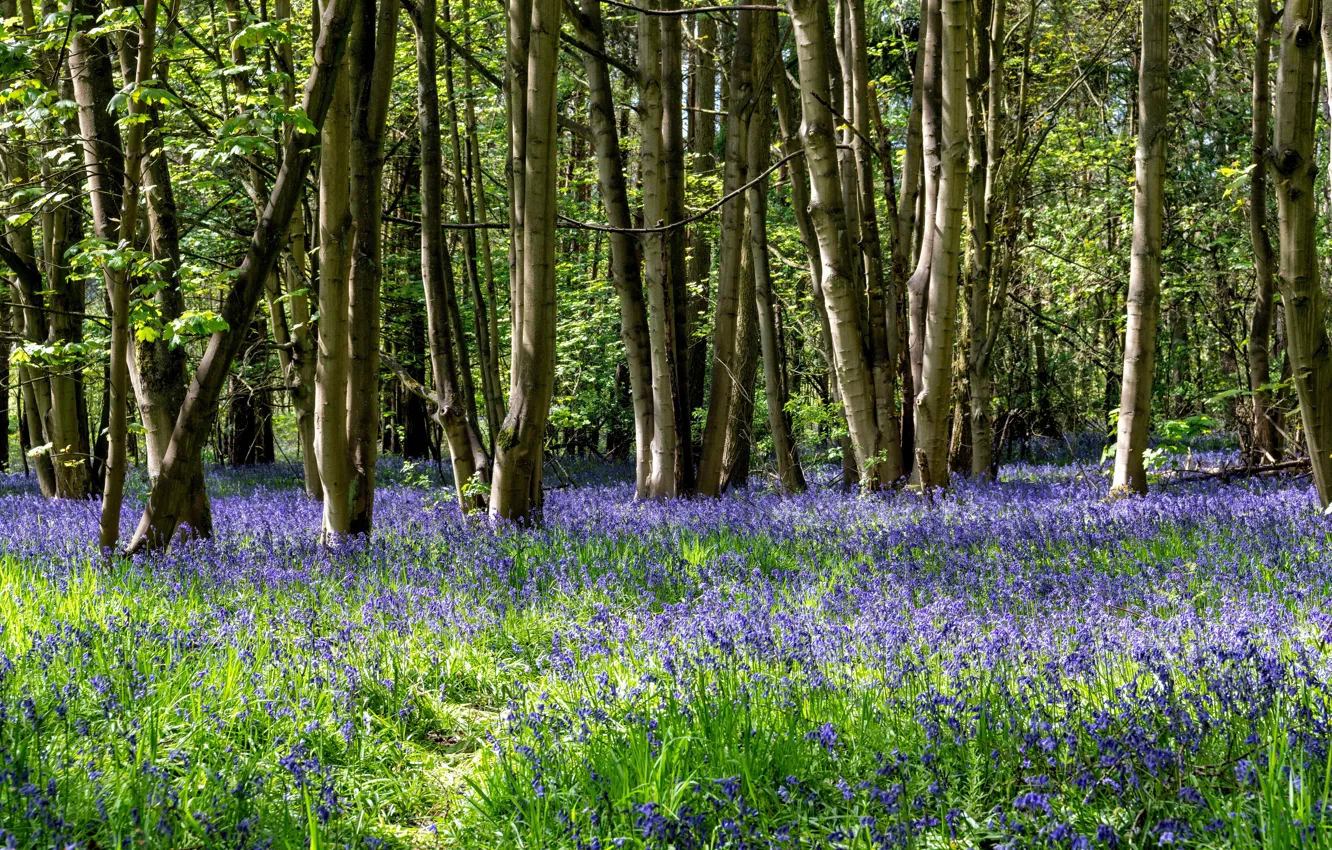 Фото обои лес, деревья, Англия