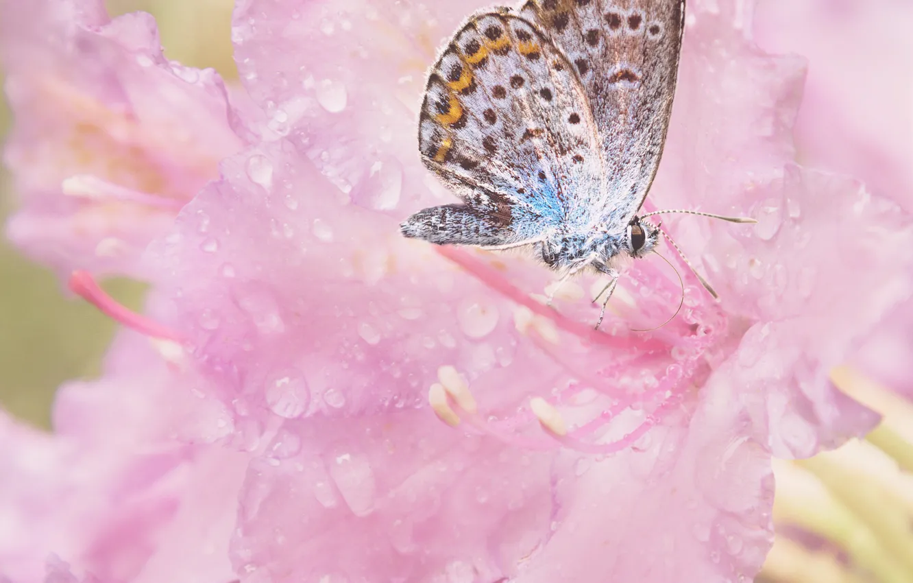 Фото обои цветы, бабочка, розовые