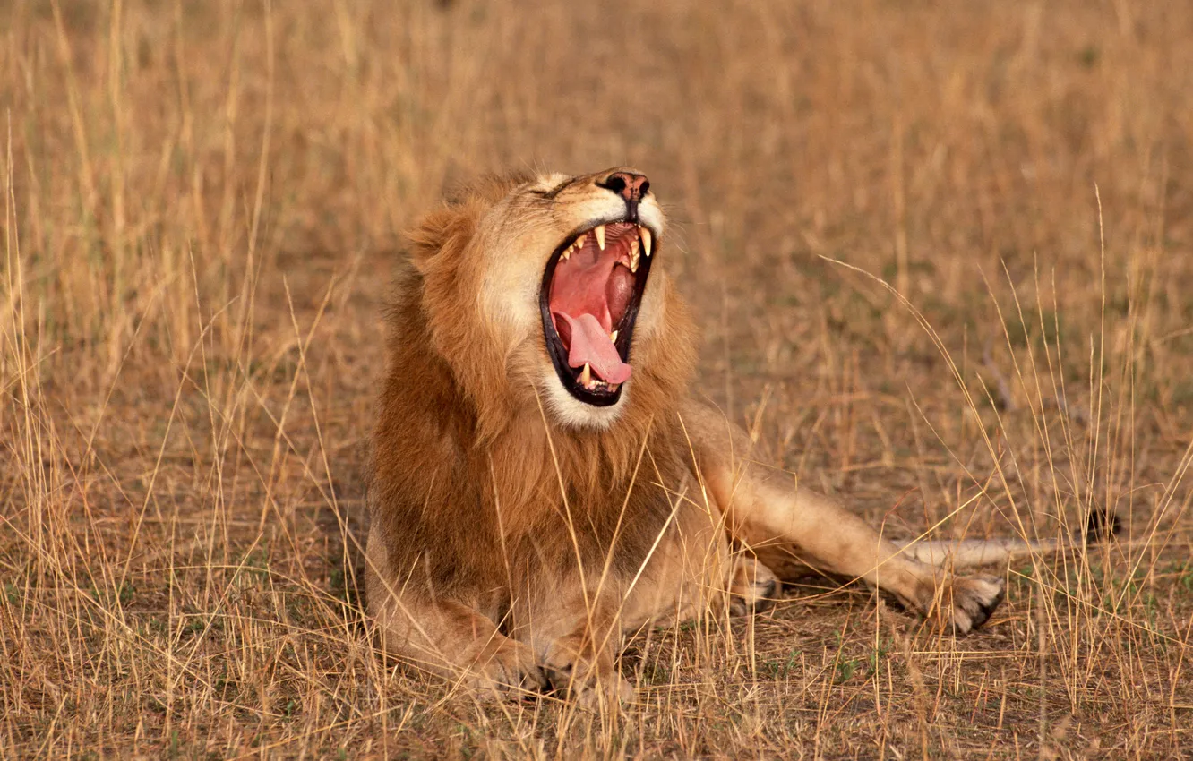 Фото обои звери, лев, саванна, Африка
