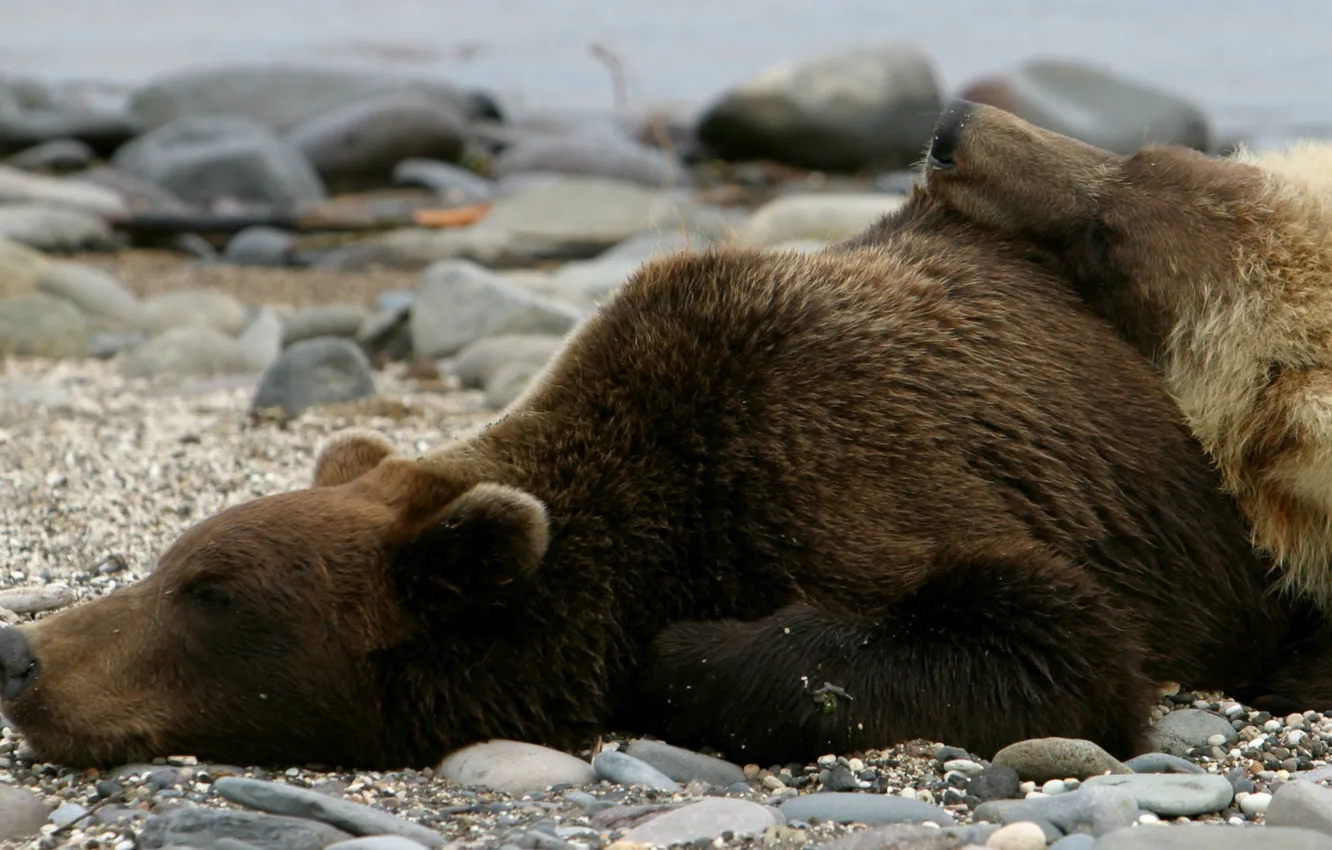 Фото обои камни, фото, берег, сон, медведи, лежат