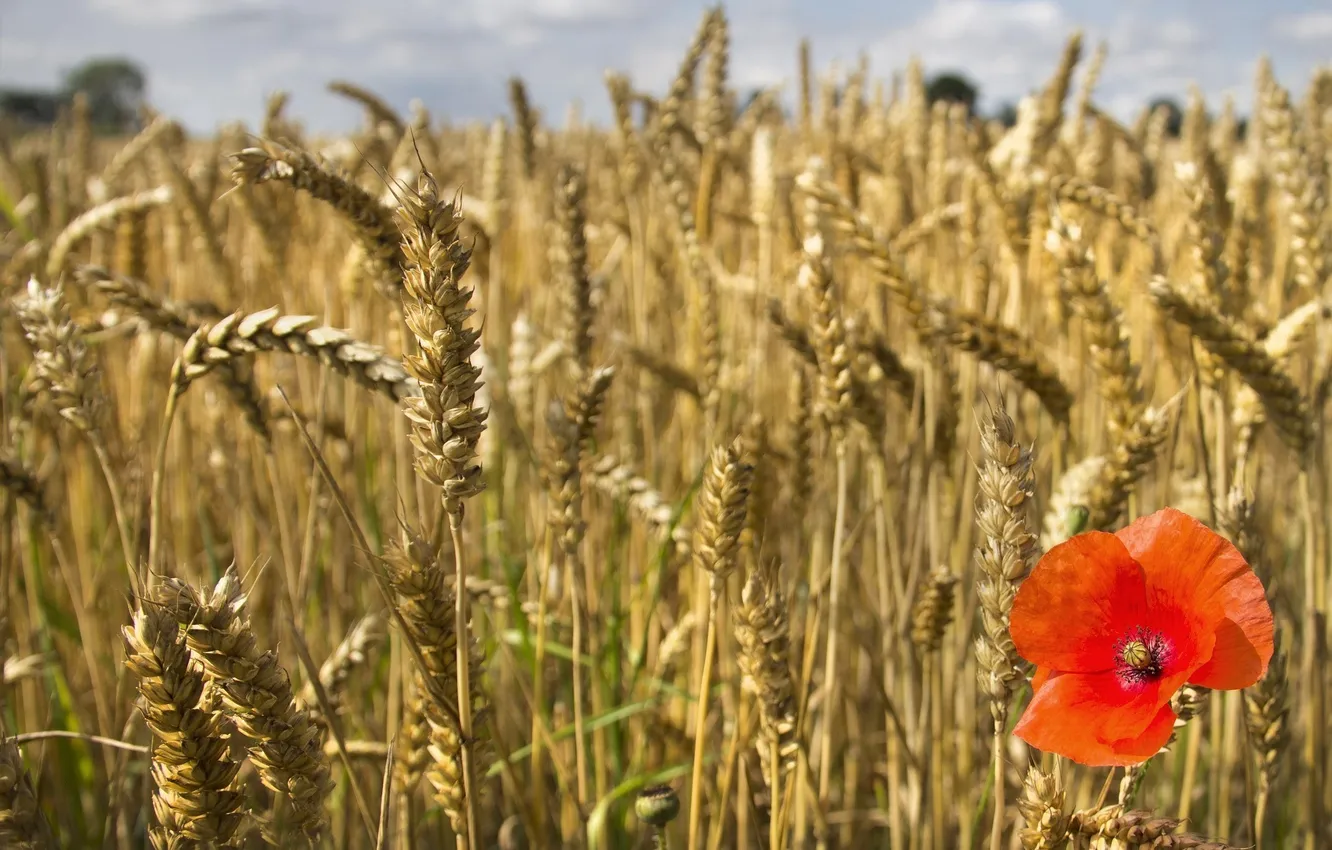 Фото обои пшеница, цветок, красный, мак, колоски, колосья