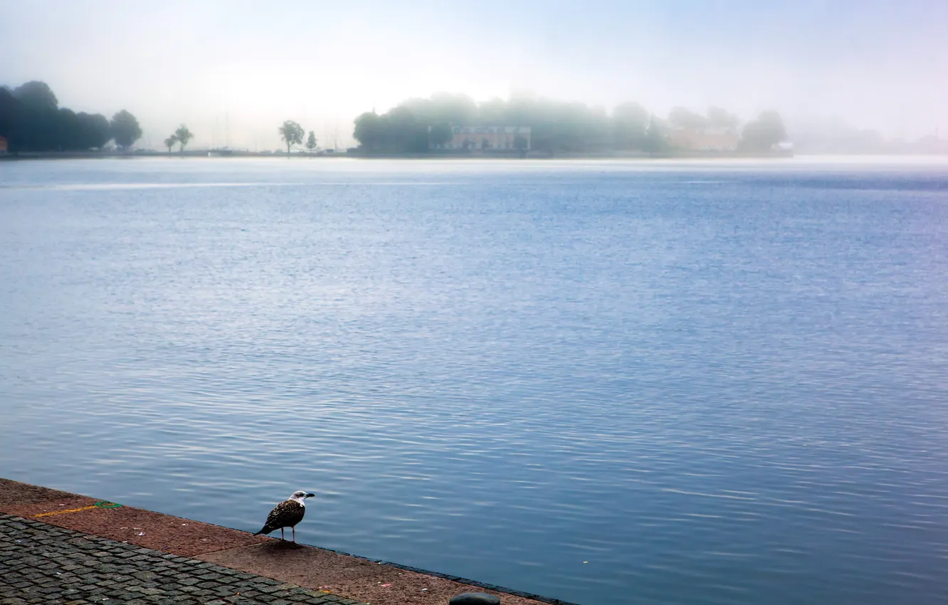 Фото обои город, туман, река, птица