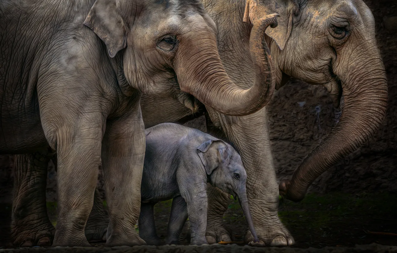 Фото обои семья, слоны, большие, слоненок, хоботы