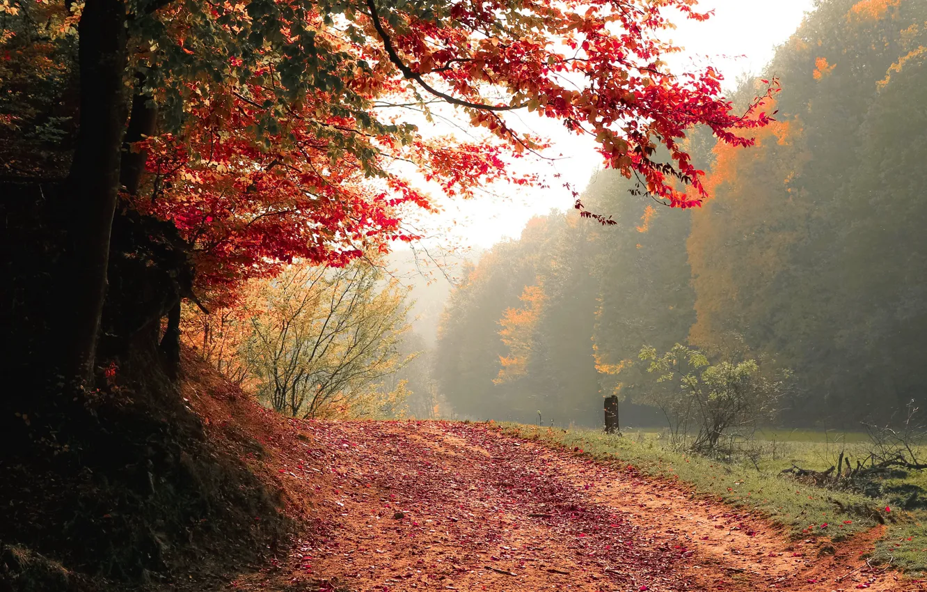 Фото обои дорога, осень, лес, деревья, природа, туман