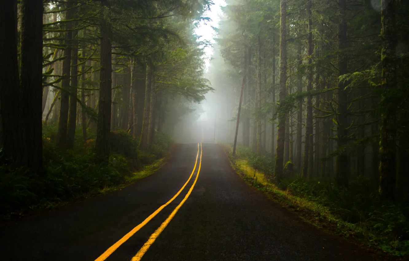 Фото обои дорога, лес, туман