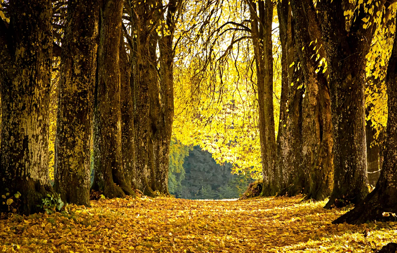Фото обои осень, листья, парк, желтые, аллея, опавшие