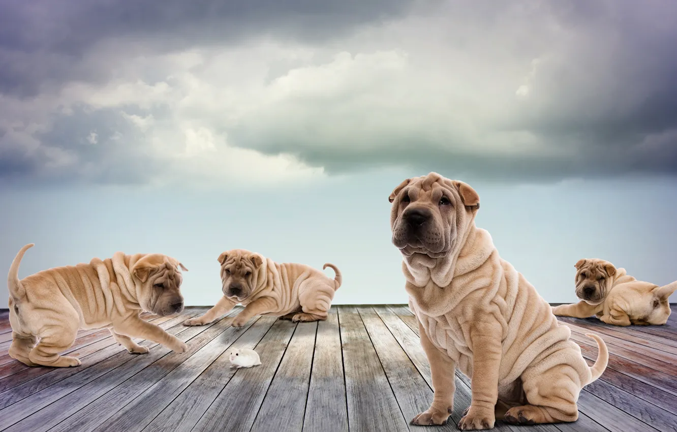 Фото обои собаки, небо, облака, доски, фотошоп, хомяк, щенки, играют