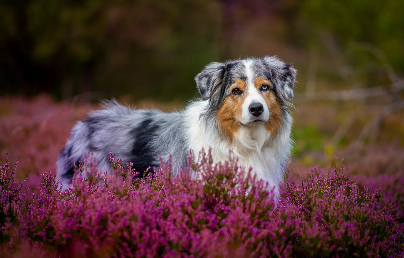 Фото обои цветы, поляна, собака, вереск, аусси