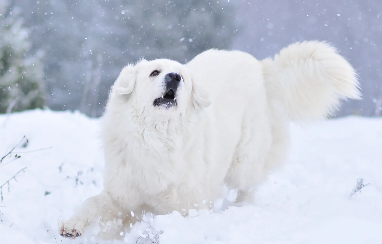 Фото обои зима, снег, природа, животное, собака, овчарка
