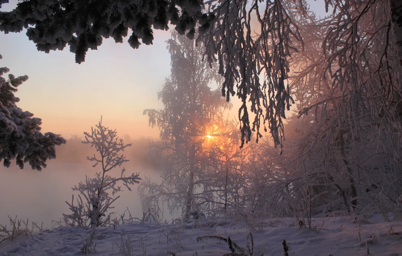 Фото обои зима, лес, солнце, лучи, снег, утро