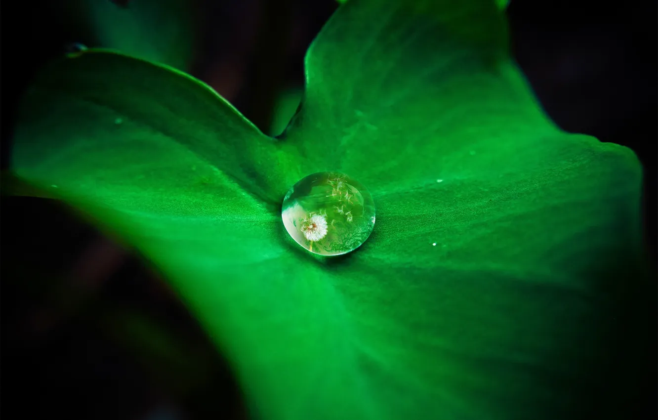 Фото обои зелень, лист, роса, отражение, одуванчик, капля