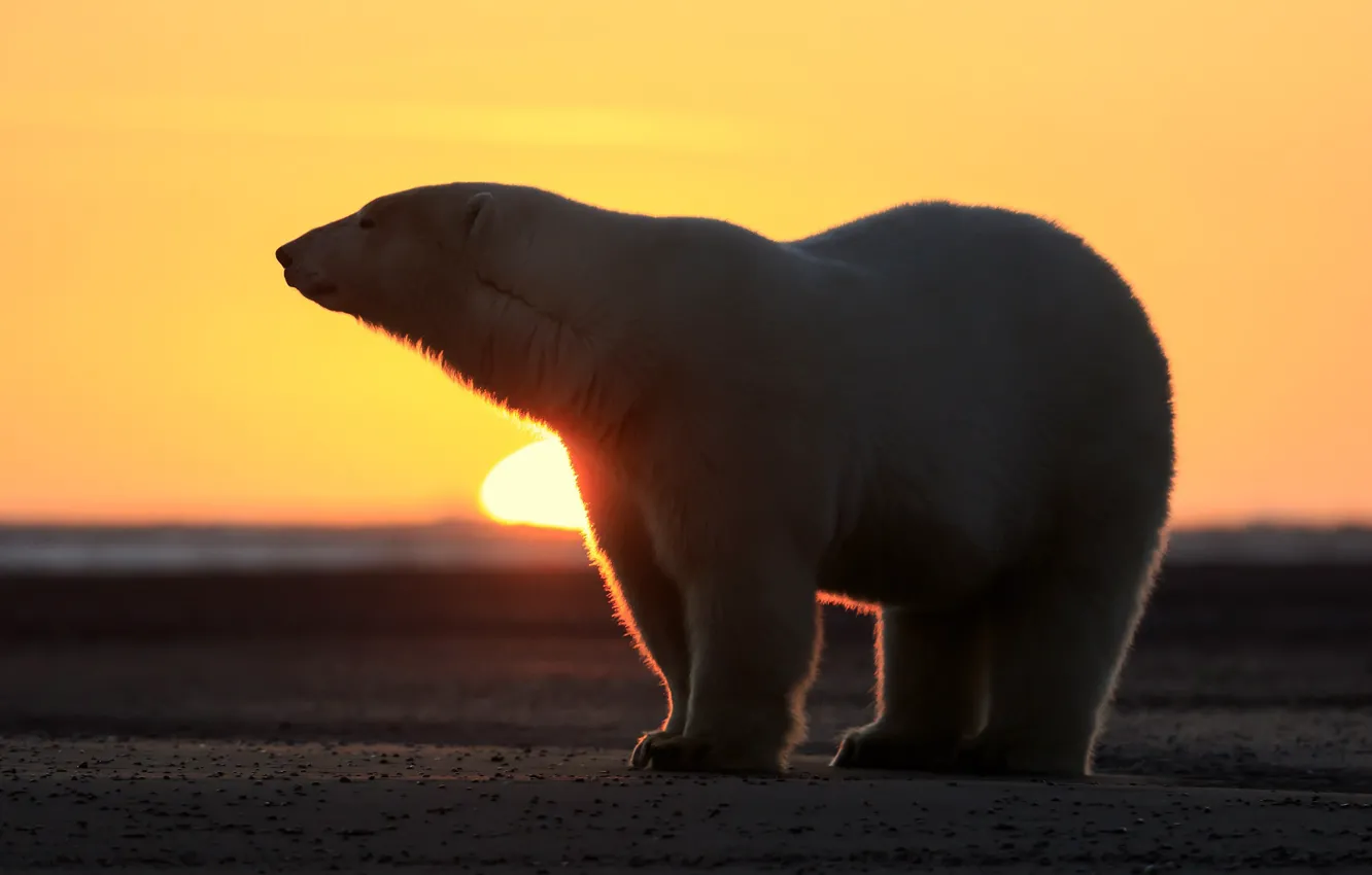 Фото обои пляж, солнце, медведь, север, белый мишка