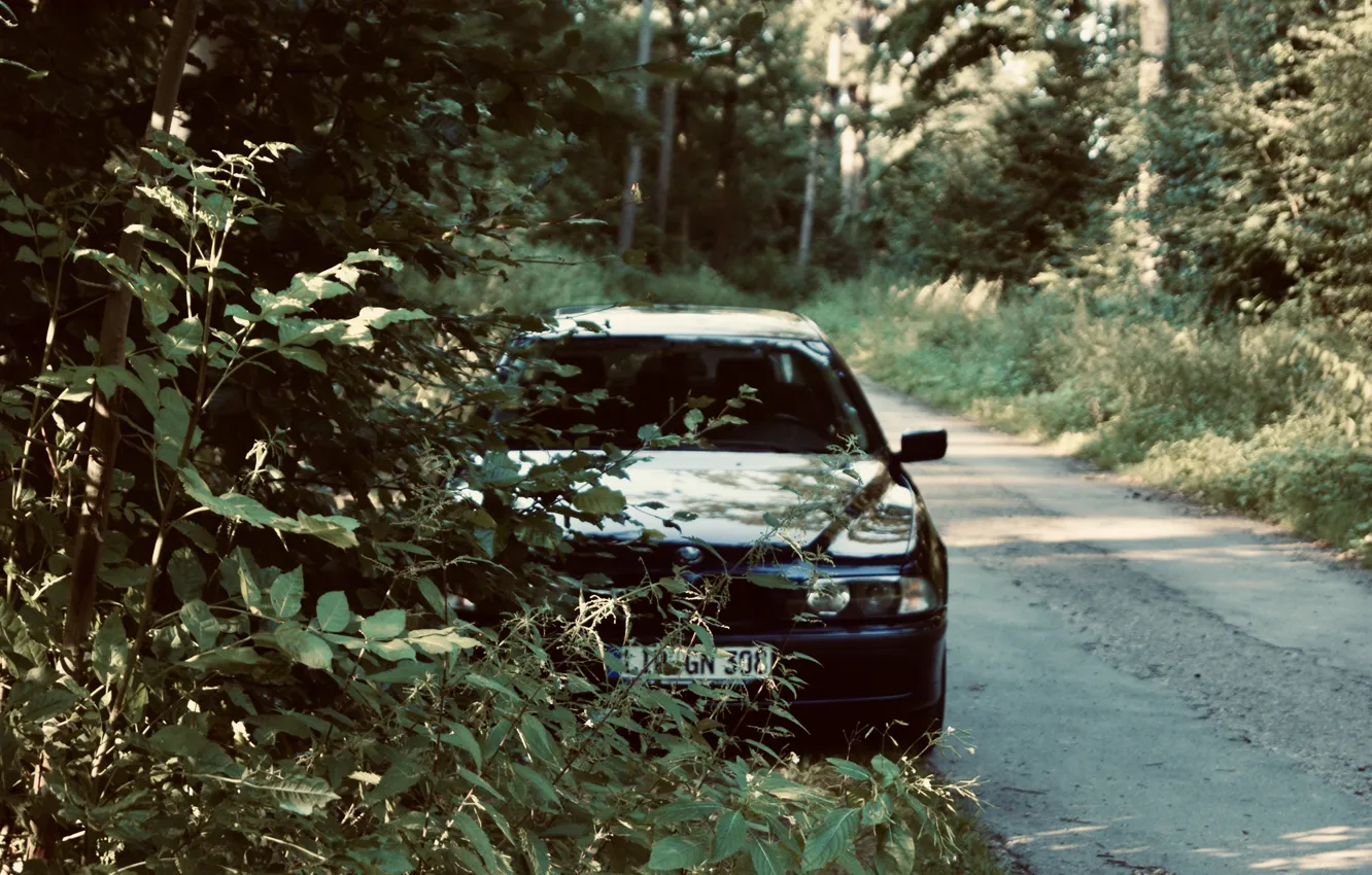 Фото обои BMW, Wood, e39, Trees, 5er