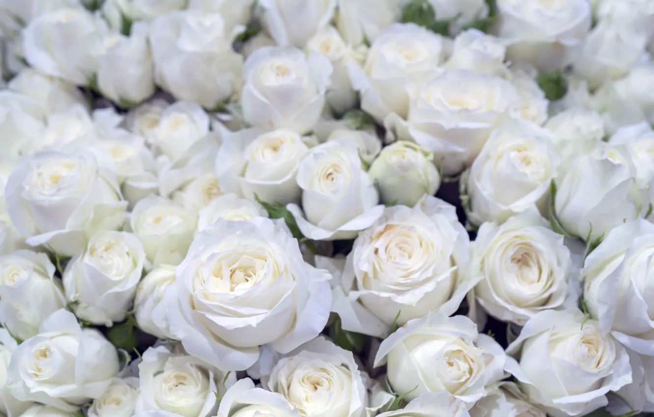Фото обои фон, розы, белые, бутоны, красивые