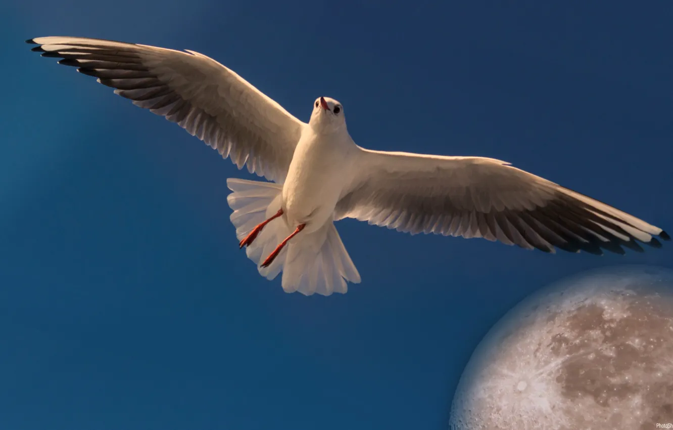 Фото обои небо, полет, луна, чайка