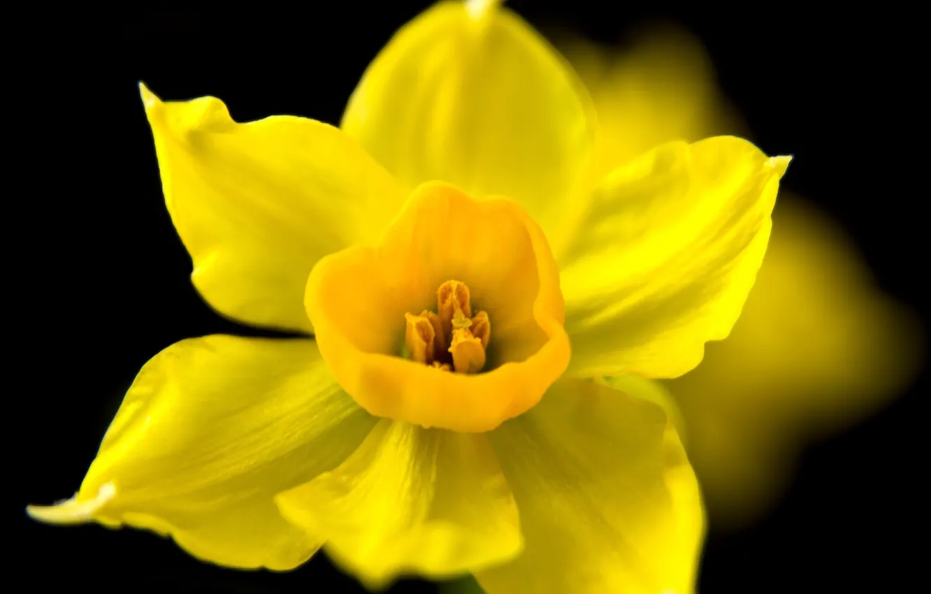 Фото обои цветок, макро, желтый, темный фон, весна, нарцисс