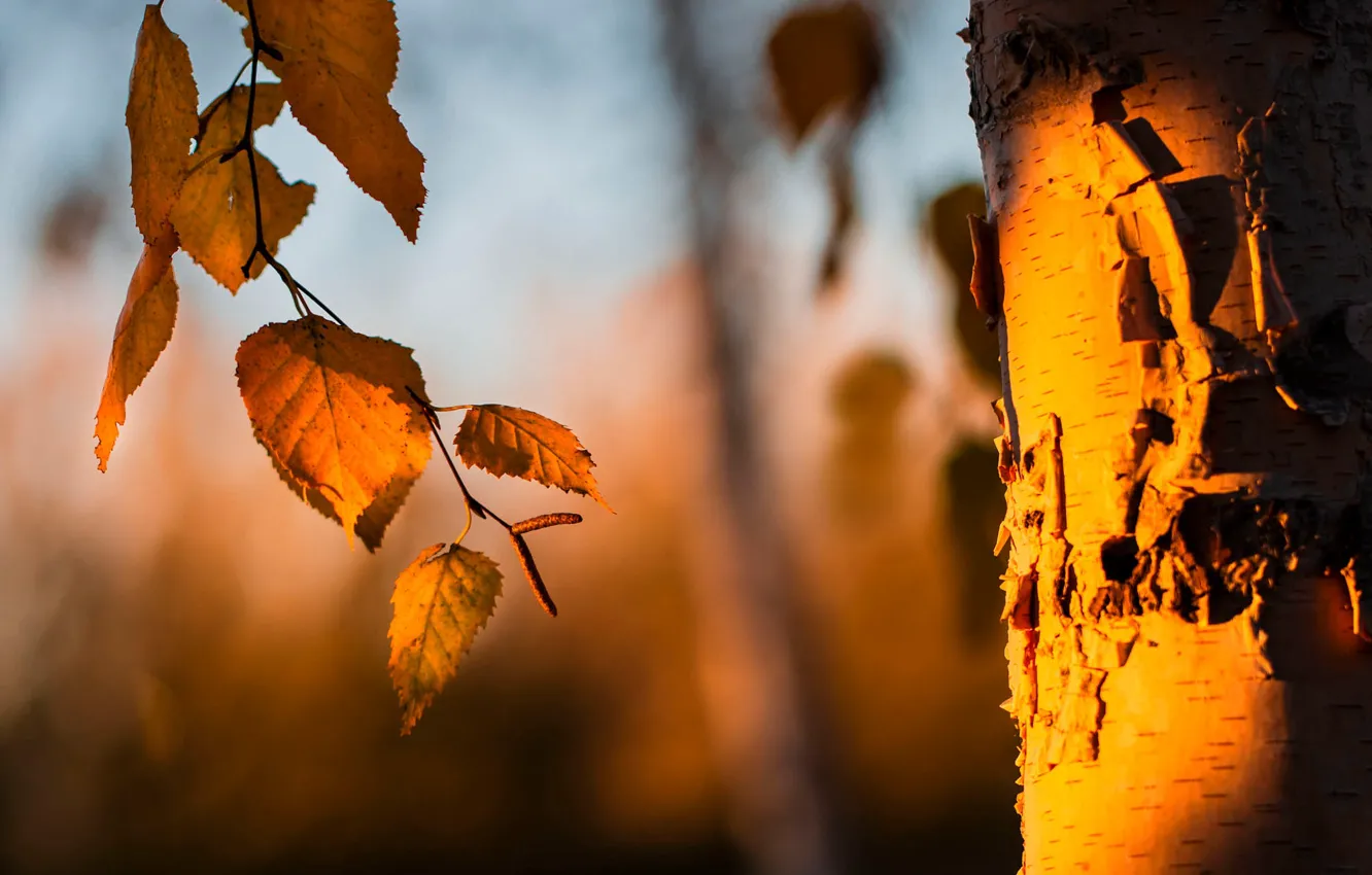 Фото обои осень, листья, свет, природа, фон, дерево, ветка, ствол