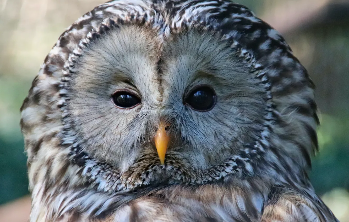 Фото обои Owl, Bird, Animal, Dusan Veverkolog