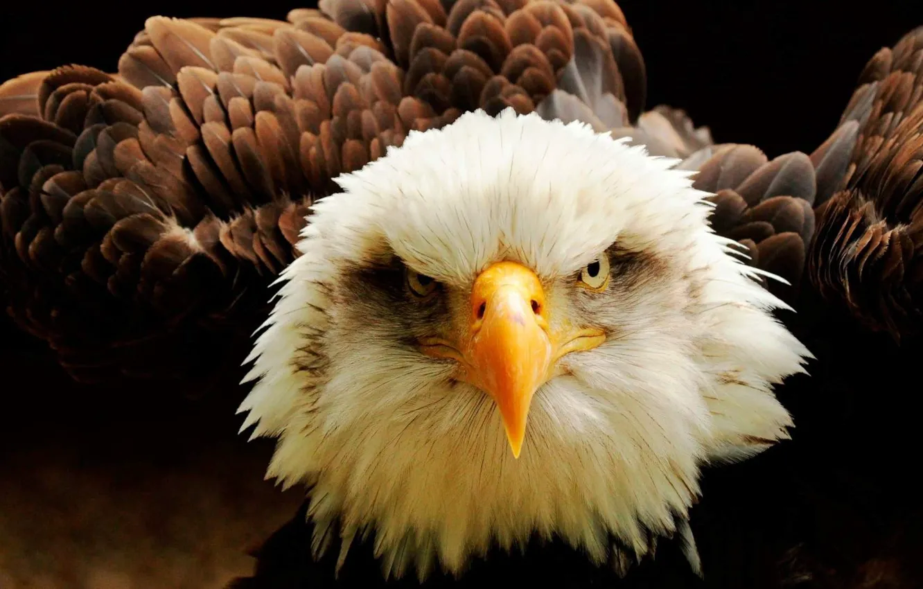 Фото обои Eagle, bird, eyes, animal