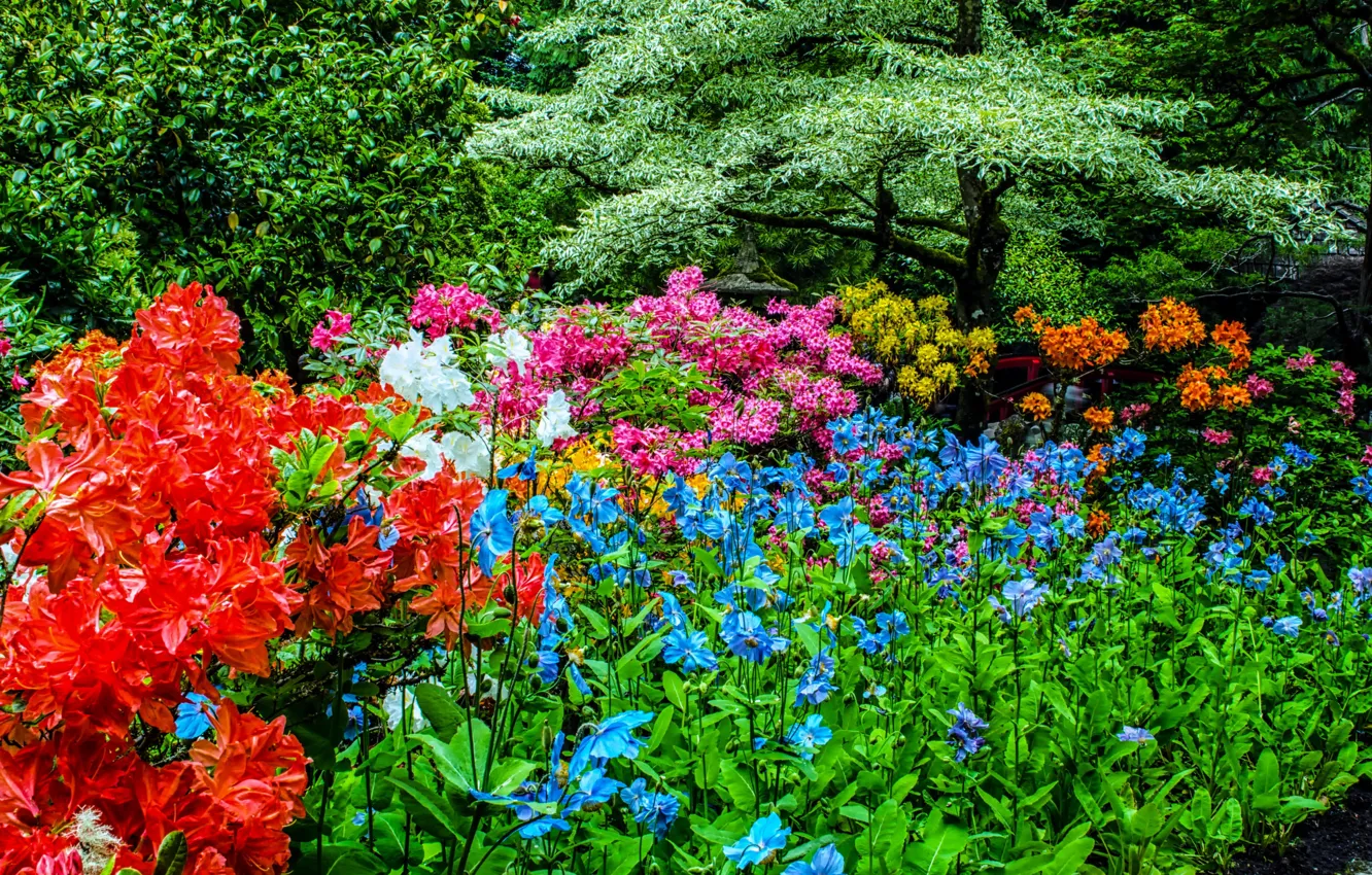 Фото обои зелень, деревья, цветы, сад, Канада, солнечно, разноцветные, кусты