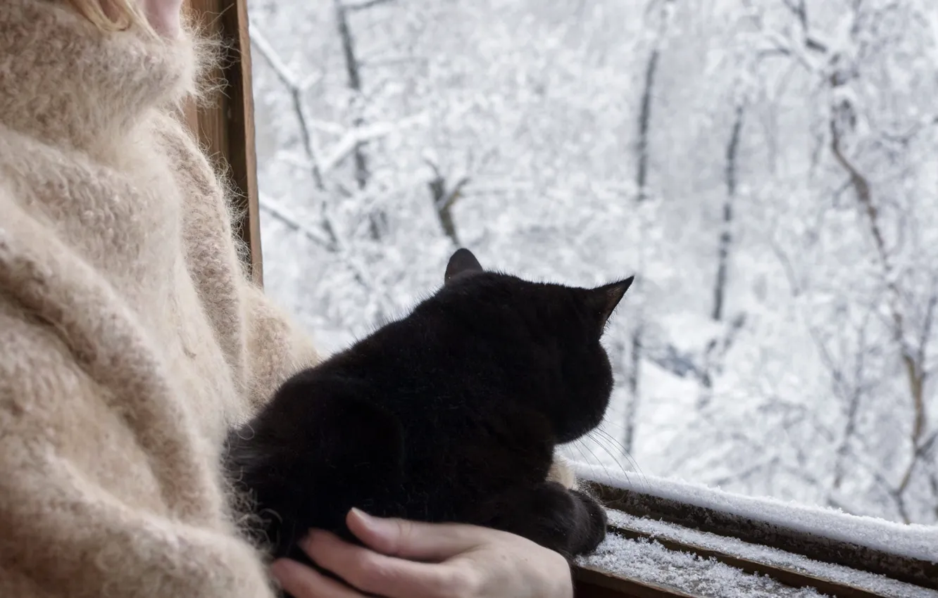 Фото обои зима, иней, лес, кошка, кот, снег, природа, настроение