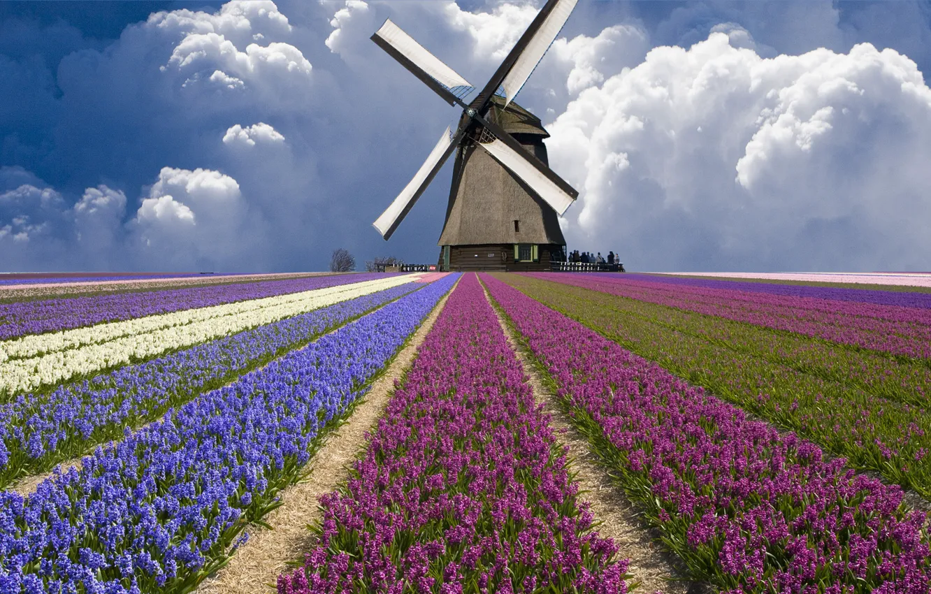 Фото обои поле, облака, мельница, тюльпаны, Нидерланды
