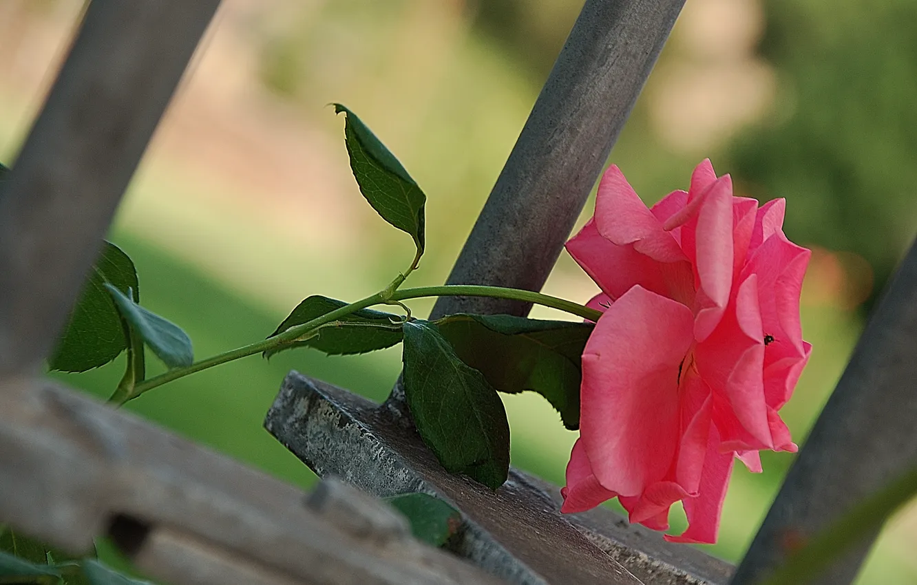 Фото обои Боке, Bokeh, Розовая роза, Pink rose