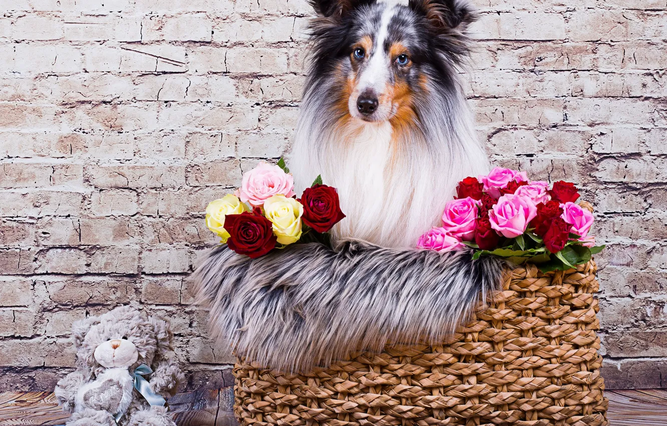 Фото обои взгляд, морда, цветы, стена, корзина, игрушка, розы, собака
