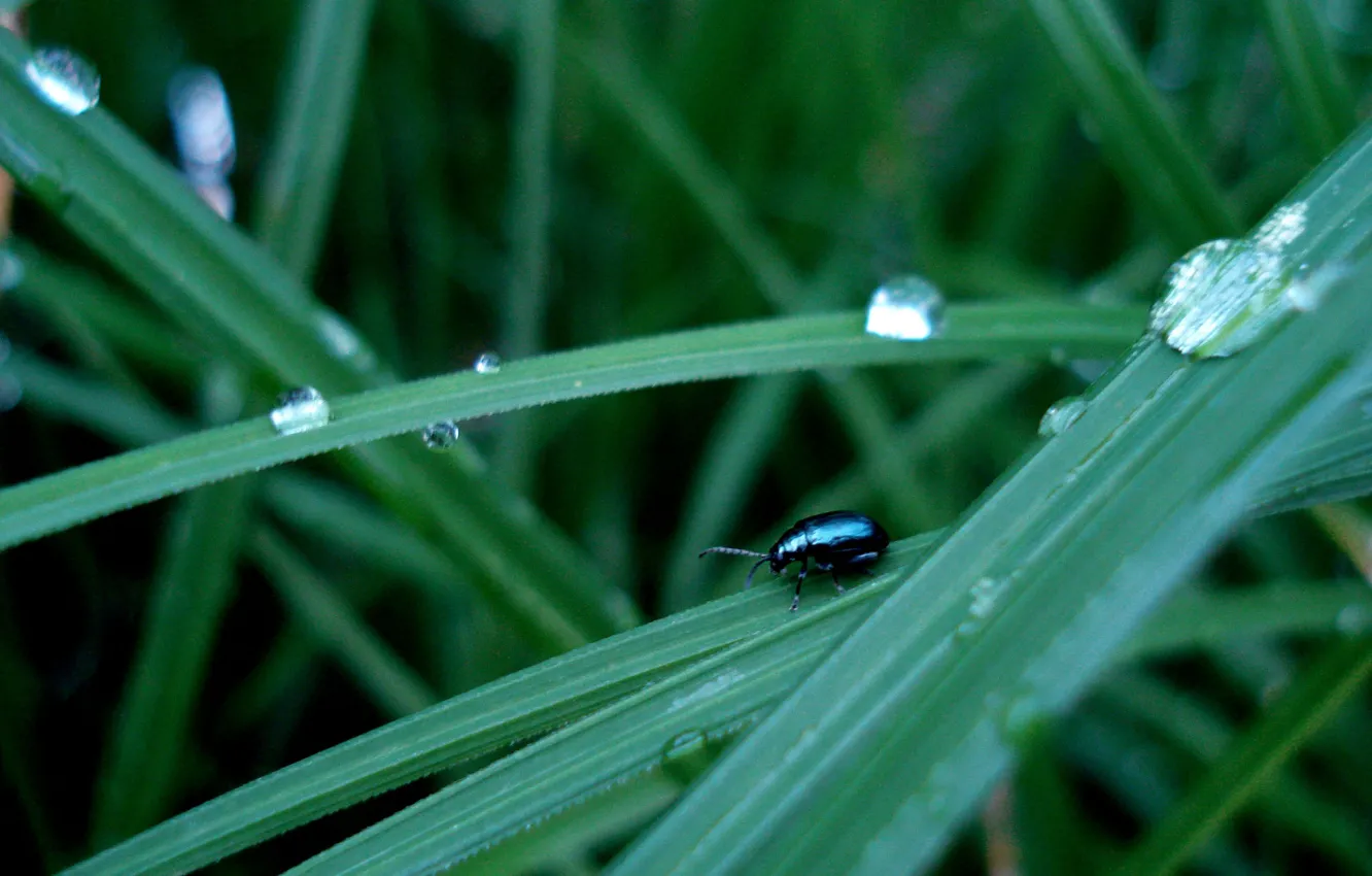 Фото обои трава, капли, жук