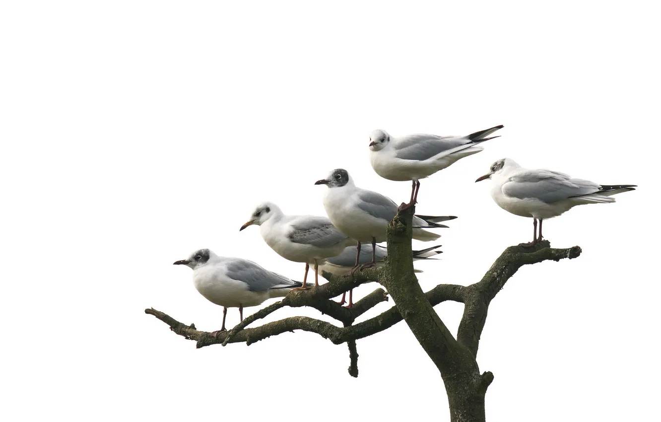 Фото обои birds, perch, Gulls