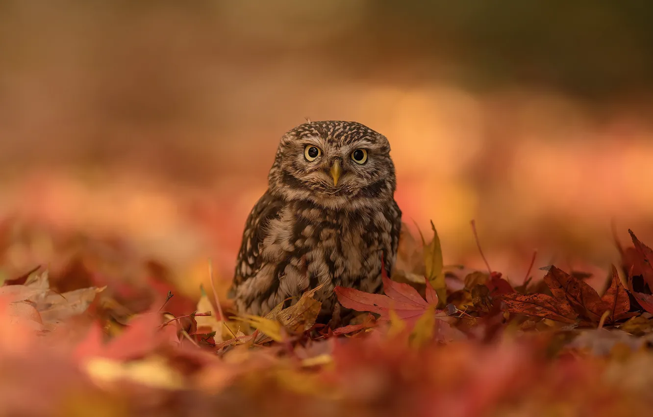 Фото обои осень, сова, птица, боке, опавшие листья, совёнок, Домовый сыч