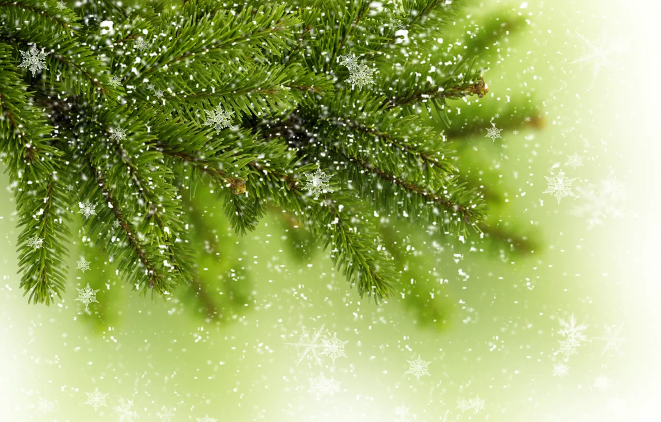 Фото обои зима, зелень, снежинки, дерево, елка, ель, ветка, ёлка