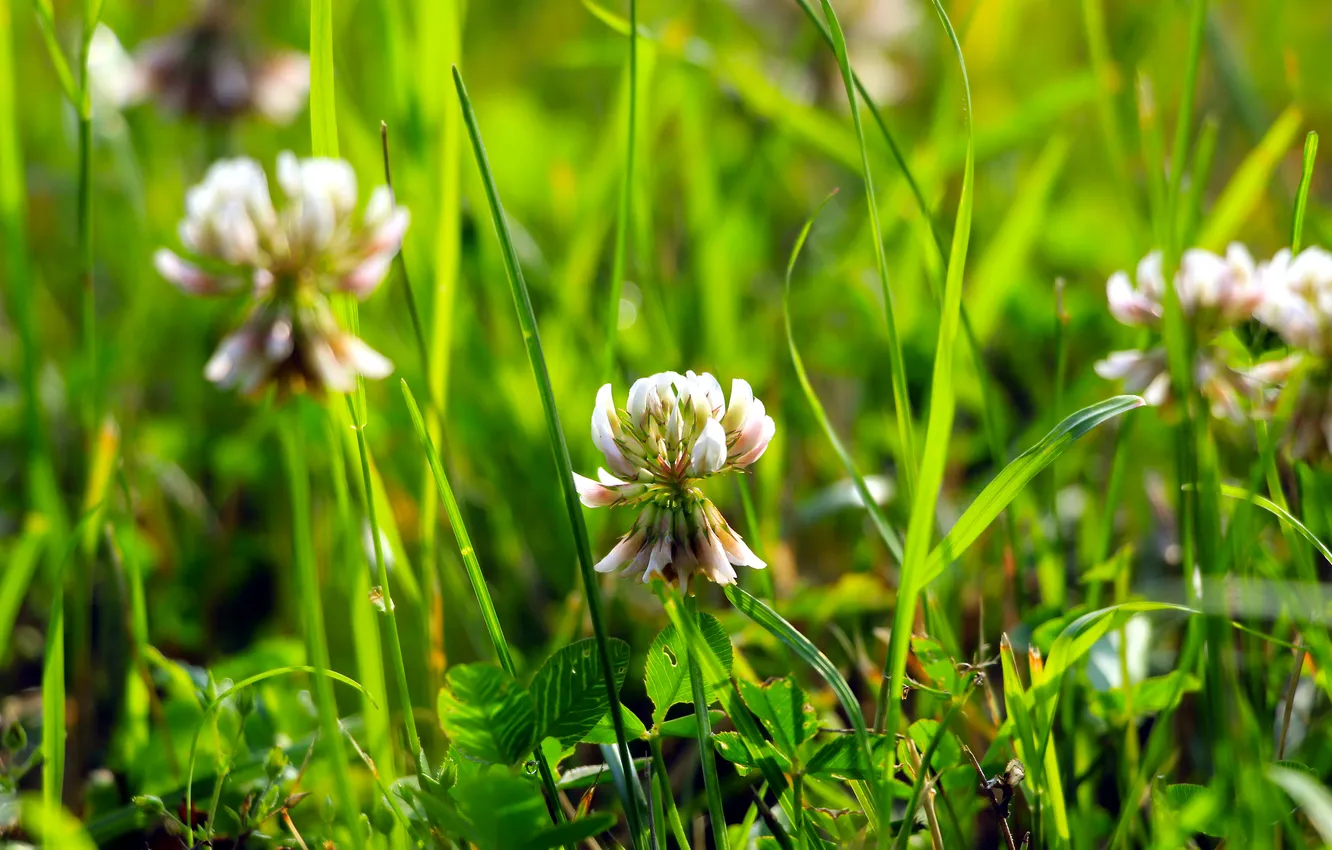 Фото обои grass, flower, meadow