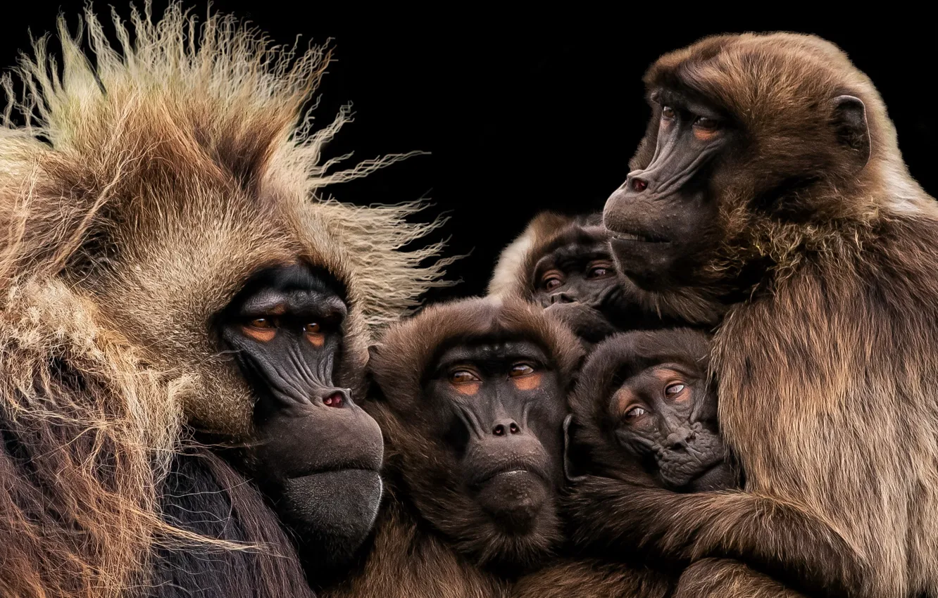 Фото обои Monkey, Yorkshire Wildlife Park, Gelada Family