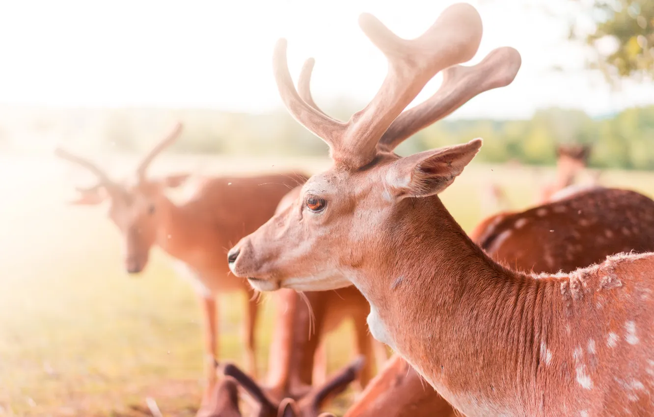 Фото обои horns, deer, herd