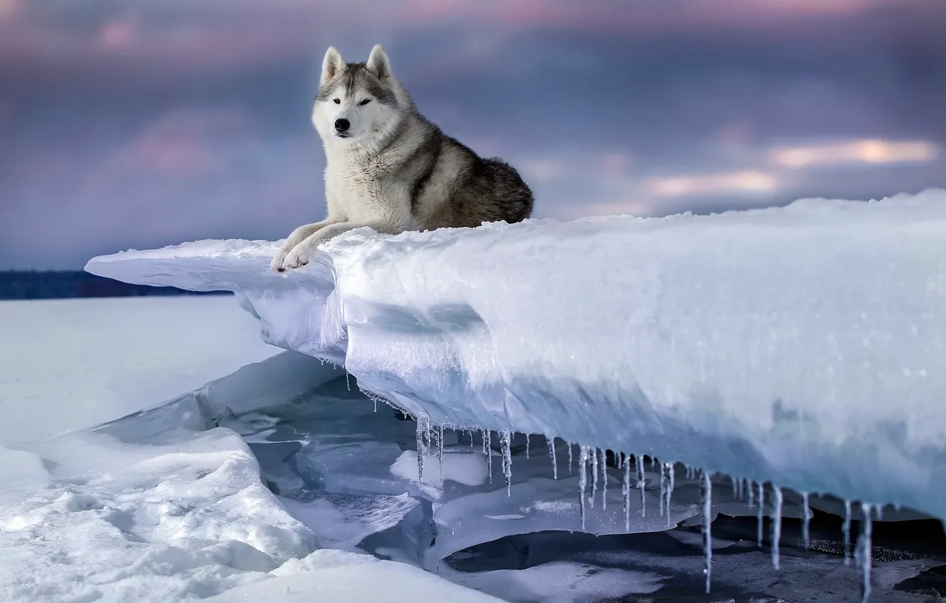 Фото обои зима, снег, лёд, собака, сосульки, Хаски