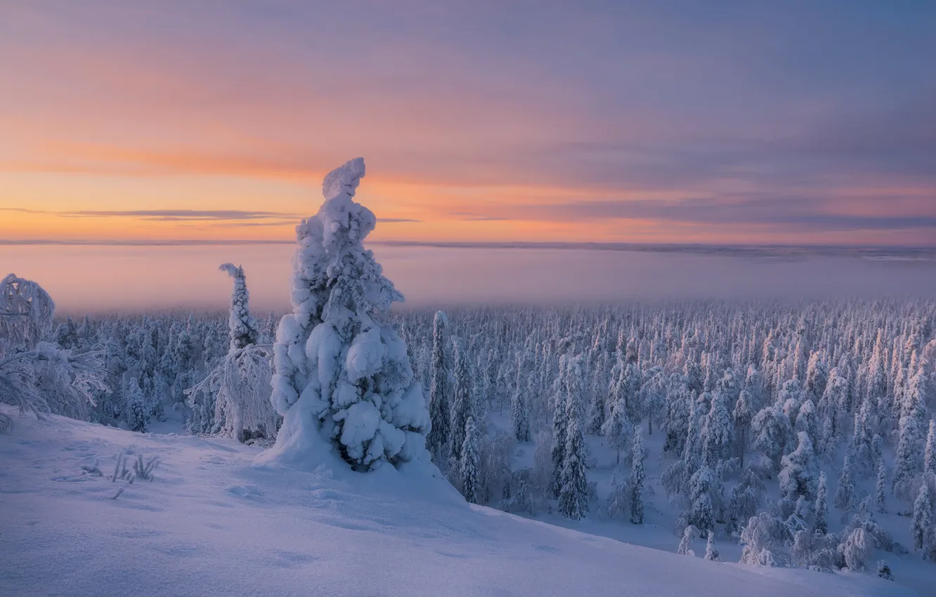 Фото обои зима, лес, снег, деревья, мороз, холодно, Финляндия, Лапландия