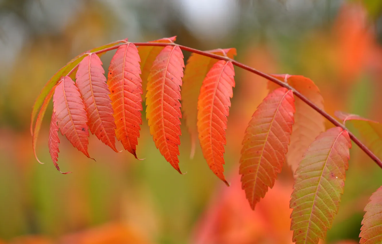 Фото обои осень, листья, краски, ветка