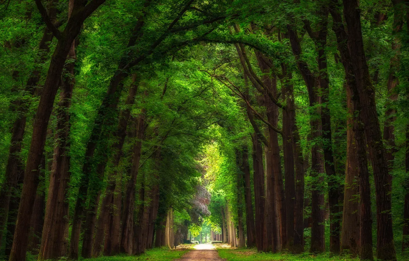 Фото обои лето, деревья, парк, дорожка, Нидерланды, аллея