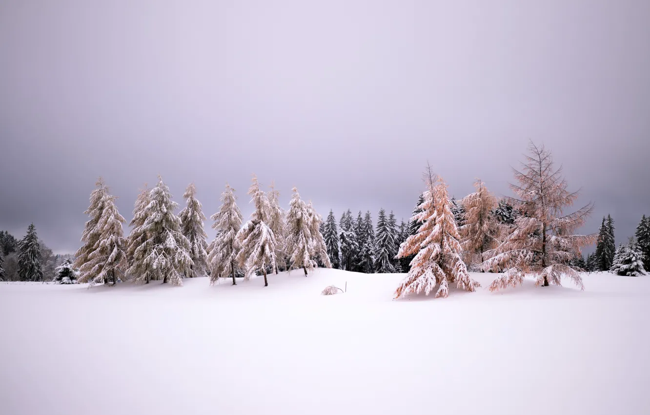 Фото обои зима, снег, природа