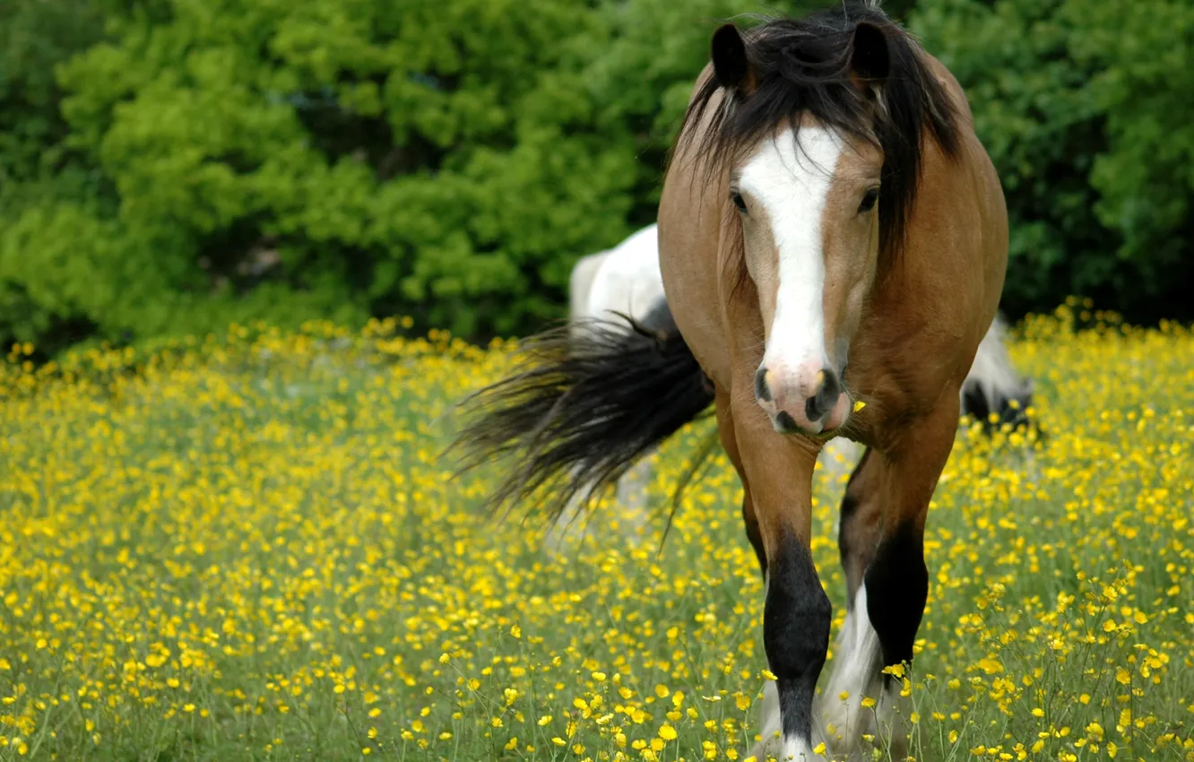 Фото обои поле, трава, морда, цветы, конь, поляна, лошадь, пастбище