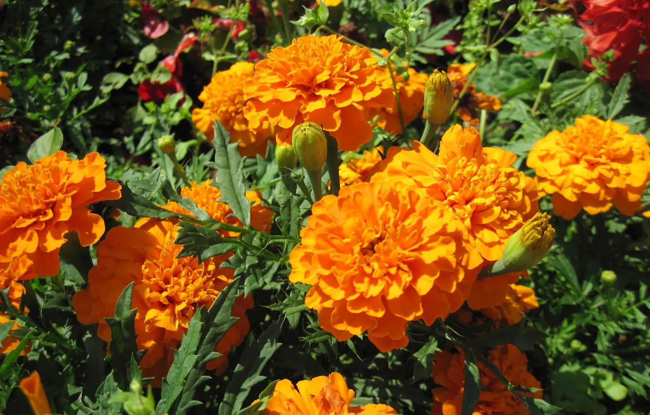 Фото обои оранжевый, крупным планом, бархатцы