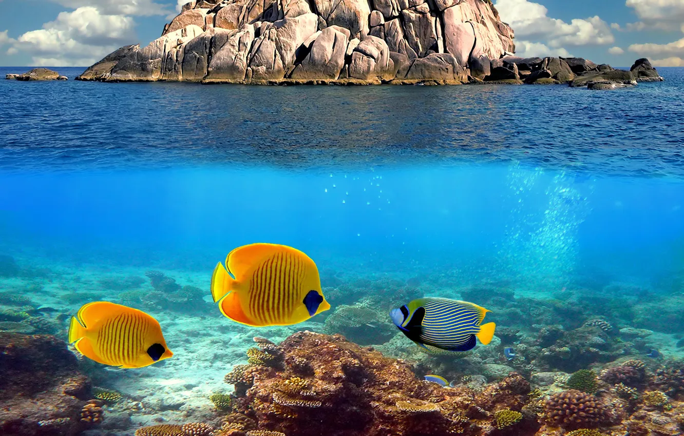 Фото обои ocean, water, fish, coral reef, underwater world