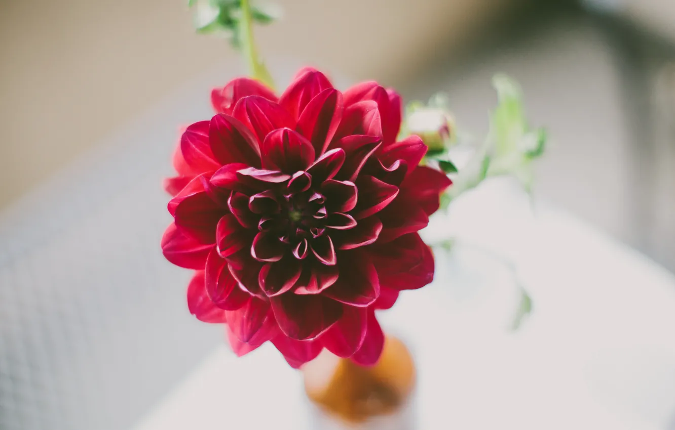 Фото обои цветы, лепестки, бордовый