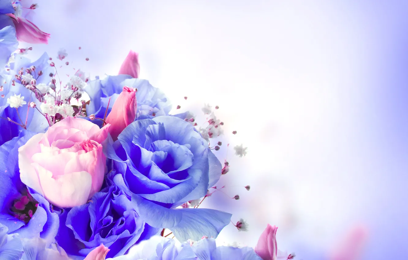 Фото обои цветы, розы, фиолетовые, розовые